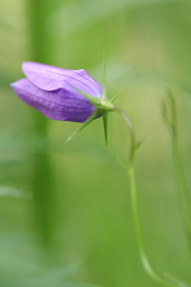 Lähikuva heinikossa kasvavasta harakankellon nupusta.