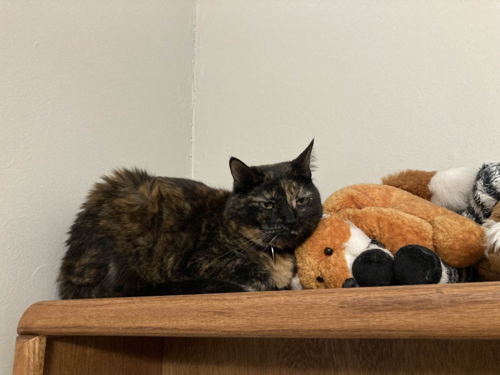 A brown and orange tortoiseshell cat (Folio) in loaf pose with a vaguely dissatisified expression on her face, on the top of a bookcase next to plush toys. Her cheek is lightly resting on the face of a toy fox.