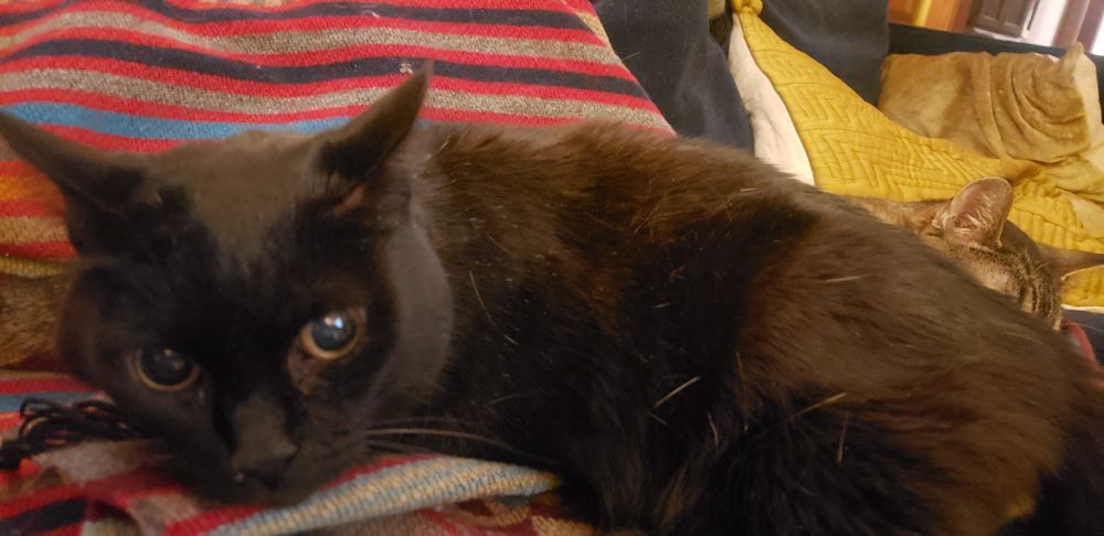 Picture of a black cat on a sofa.