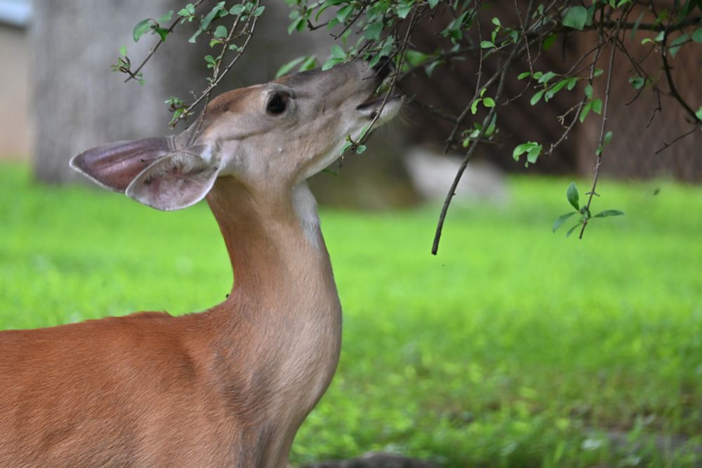 White tailed deer eating tree leaves