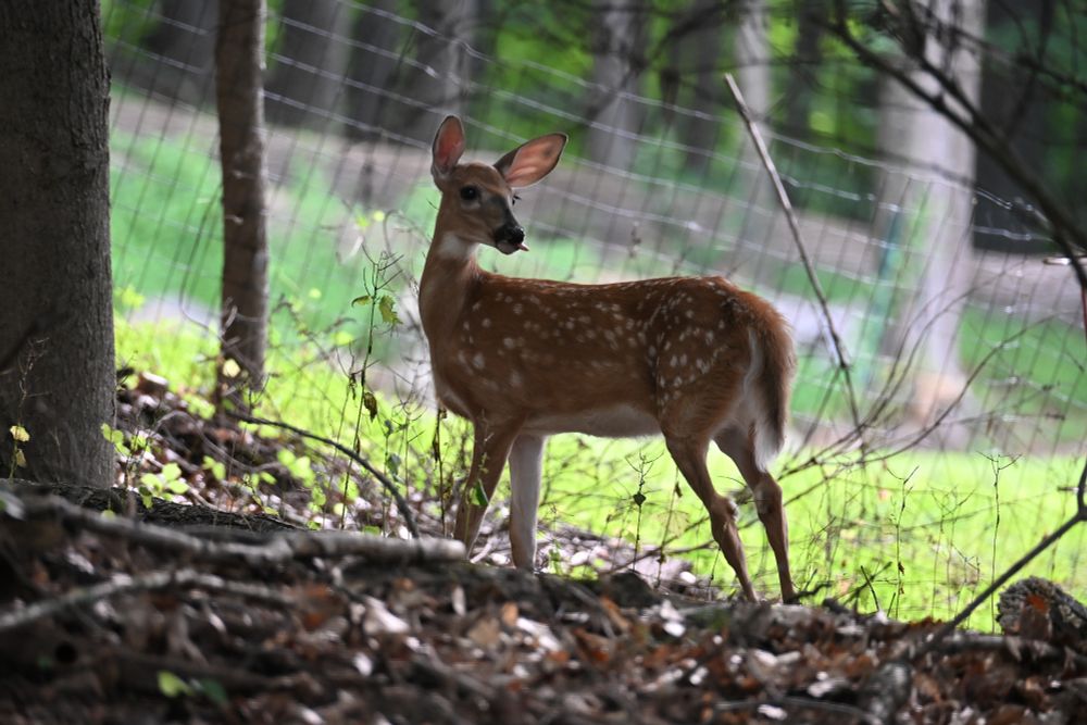 Fawn in shaded area in front of nylon fenced yard in light.
