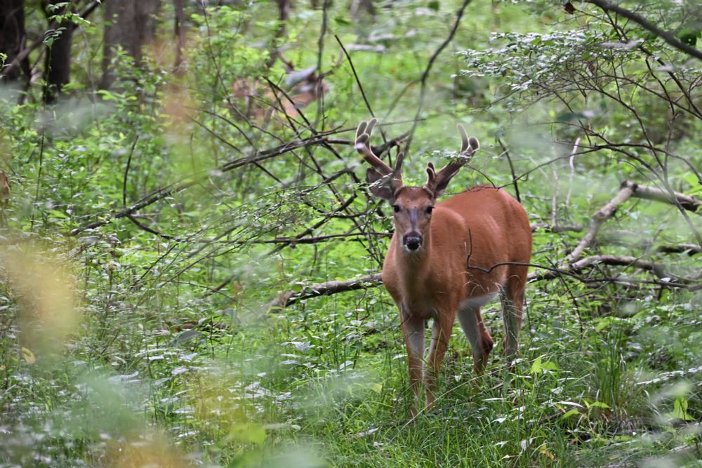 Two male whitetailed deer in velvet in thick wooded underbrush