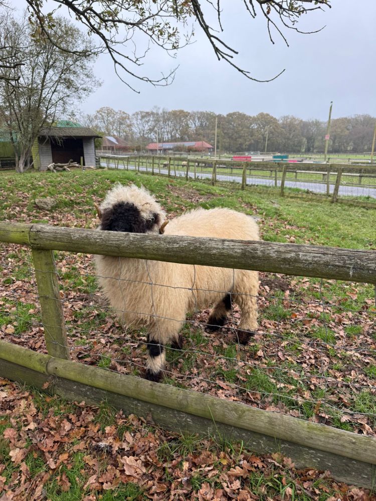 Lionel at the fence of his temporary enclosure, they graze in the fields wheh the farm attraction closes, putting his nose on the wood and looking over. 