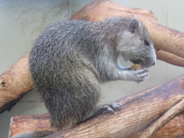 A hutia, a rodent in that looks like a mix between a rat and capybara, chews on food in profile facing right, standing on piles of logs.