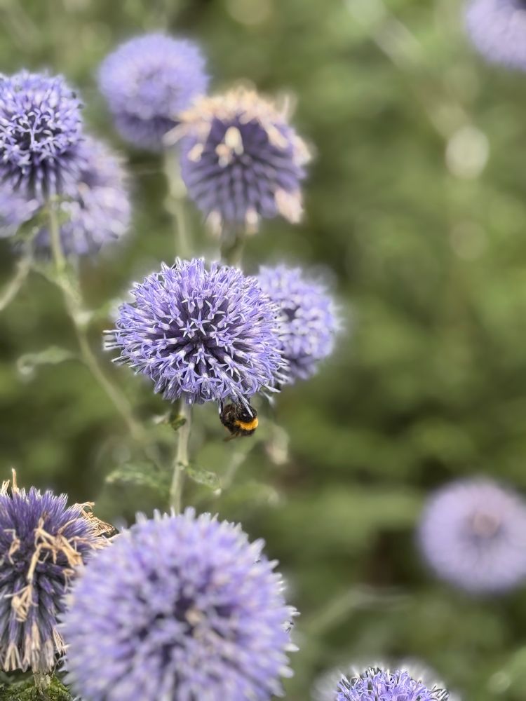 Flowers and a bee