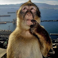 thinking monkey.
