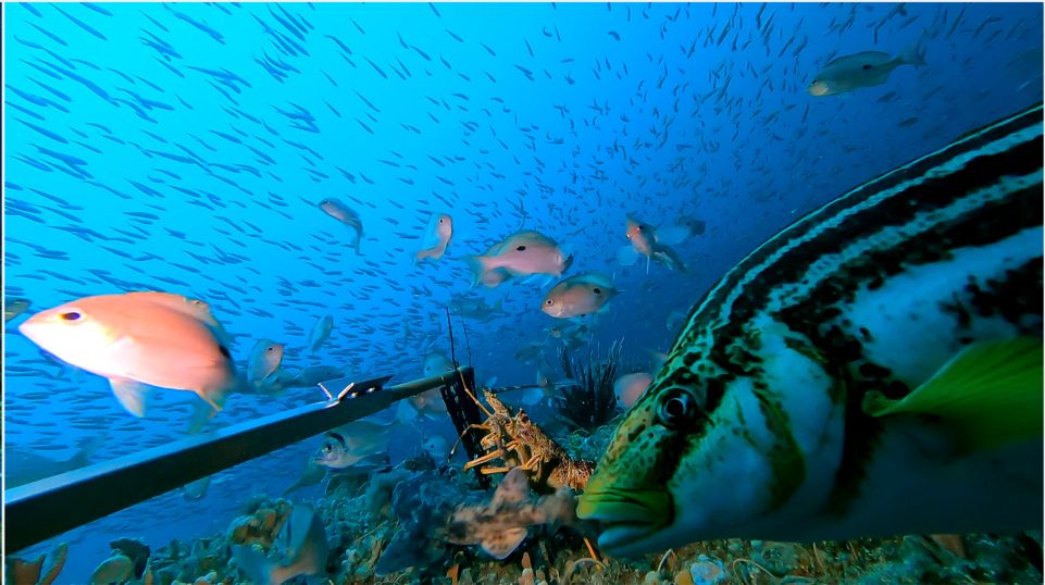 Underwater camera captures sea life. Credit: IMAS