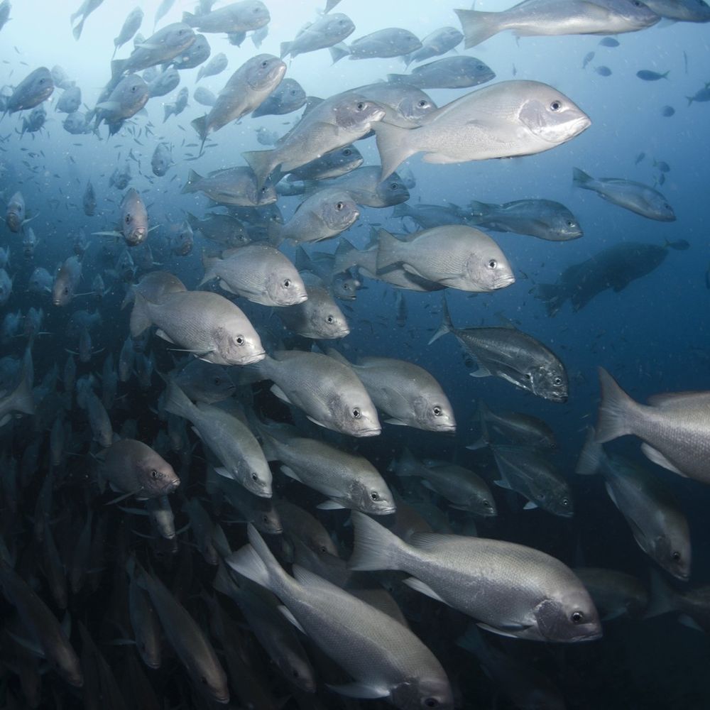 School of fish. Credit: Amanda Cotton | Ocean Image Bank