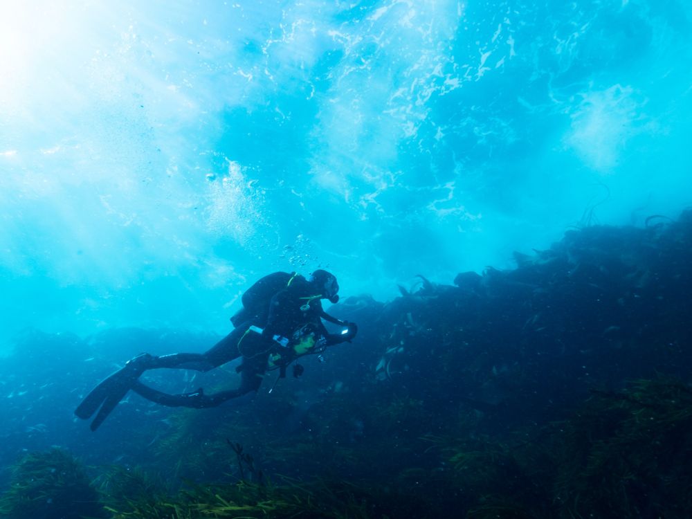 Diver among the seaweed. Credit: Scott Ling