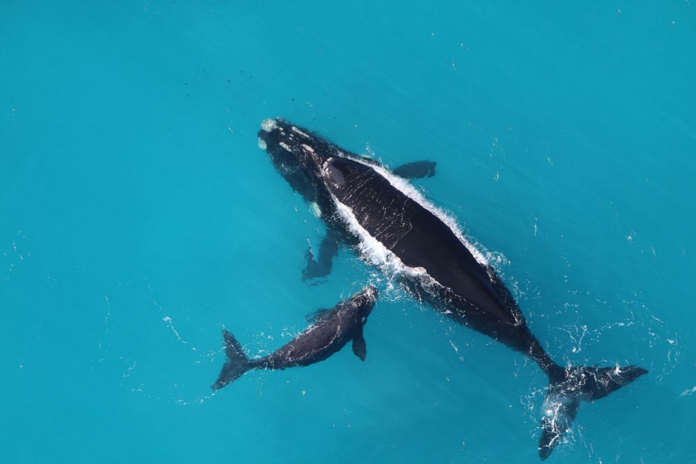 Southern right whale cow-calf pairs off Western Australia. Credit: Joshua Smith