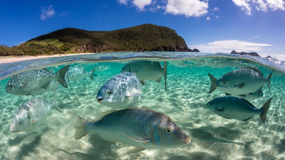Cover image: Credit Jordan Robbins | Ocean Image Bank