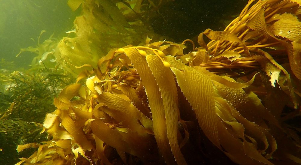 Giant kelp in Tasmania. Credit: Hunter Forbes