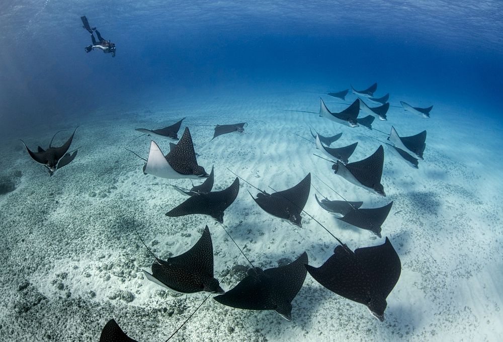 A fever of rays. Photo: Amanda Cotton | Ocean Image Bank