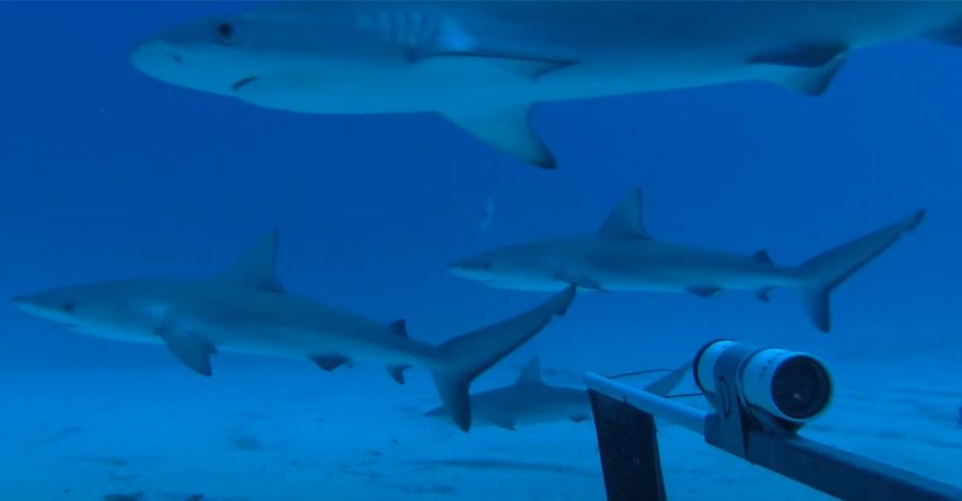 Galapagos Sharks captured by IMAS researchers using baited remote under video (BRUV)