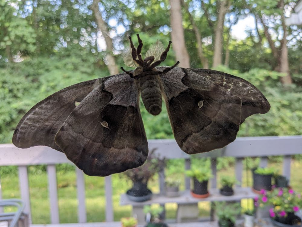 Polyphemus moth underside through glass 