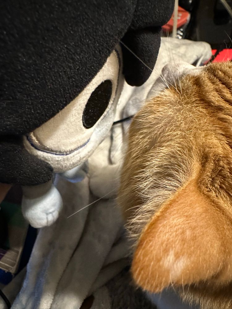 Shark is invading a cat’s personal space. He found a new friend already, but Friend (the cat) doesn’t seem too pleased.