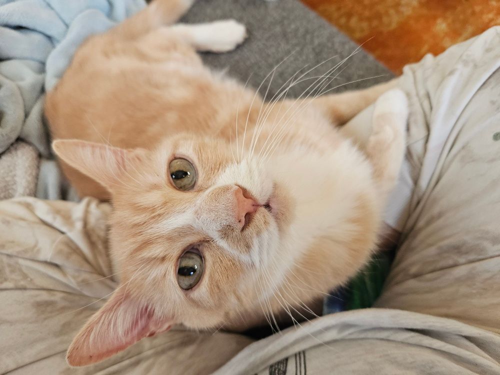 Old, skinny,  orange and white cat sitting in my lap, staring into the camera. His name is Woody.