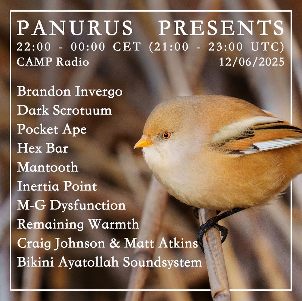 A photo of a female or juvenile bearded reedling (panurus biarmicus) perched on some feeds, used as a poster for the Panurus Presents radio show, which reads:

PANURUS PRESENTS
22:00 - 00:00 CET
21:00 - 23:00 UTC
Camp Radio
12/06/2025

Brandon Invergo
Dark Scrotuum
Pocket Ape
Hex Bar
Mantooth
Inertia Point
M-G Dysfunction 
Remaining Warmth
Craig Johnson & Matt Atkins
Bikini Ayotollah Soundsystem


