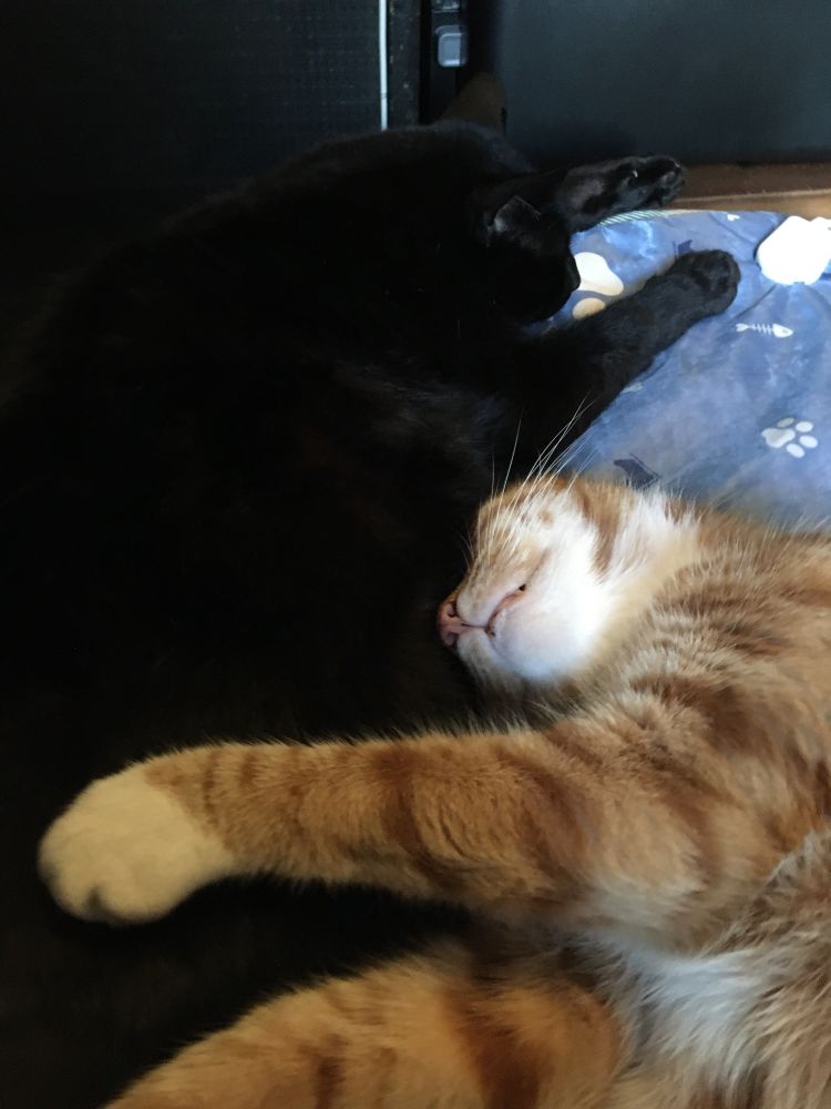 A black cat and an orange cat having a bit of a cuddle.
