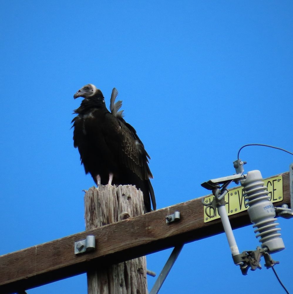 a young Turkey Vulture, with a black head instead of the red of an adult, showing a collar of white down and perched atop a telephone pole