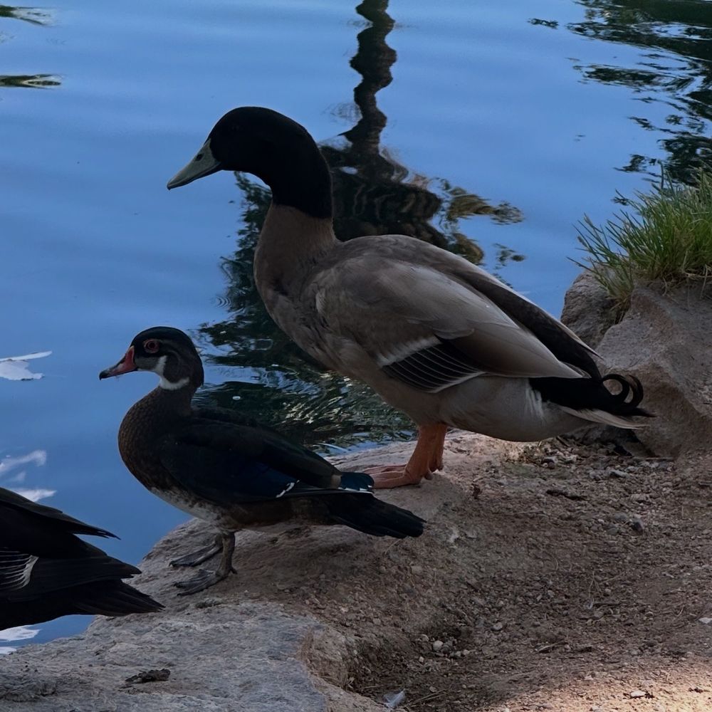 A young Wood Duck and domestic Mallard stand alongside a pond.