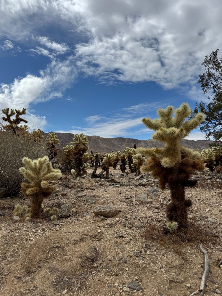 Cacti in Cholla Cactus Garden in Joshua Tree National Park. The cacti have brownish stems and fuzzy green prickly tops. In the background there are blue skies 