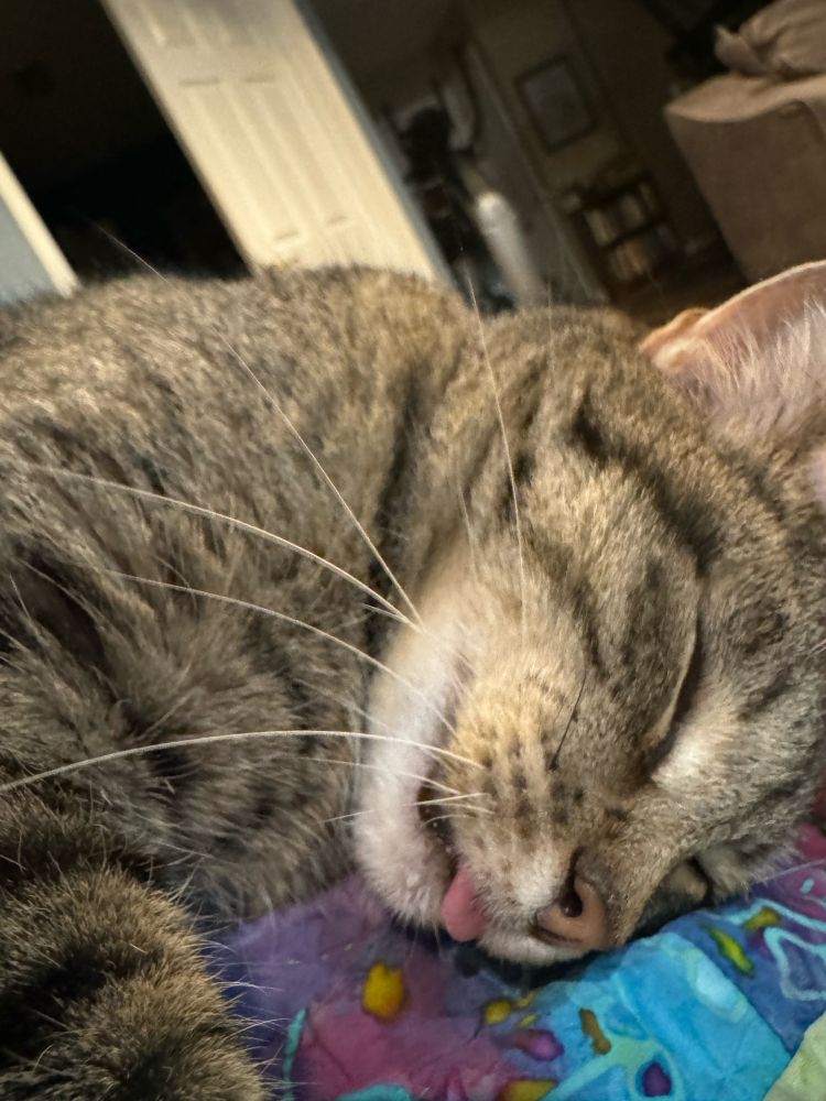 Sleeping cat with tongue out.