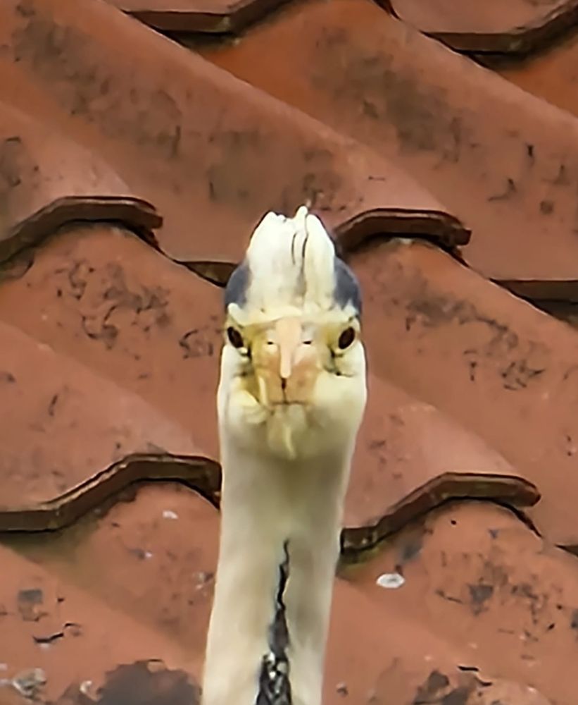 Ein Graureiher steht auf einem roten Ziegeldach. Es ist nur der Kopf und ein Stück Hals zu sehen. Der Vogel schaut gerade in die Kamera, sodass sein Schnabel ganz kurz und der Gesichtsausdruck seltsam aussieht 