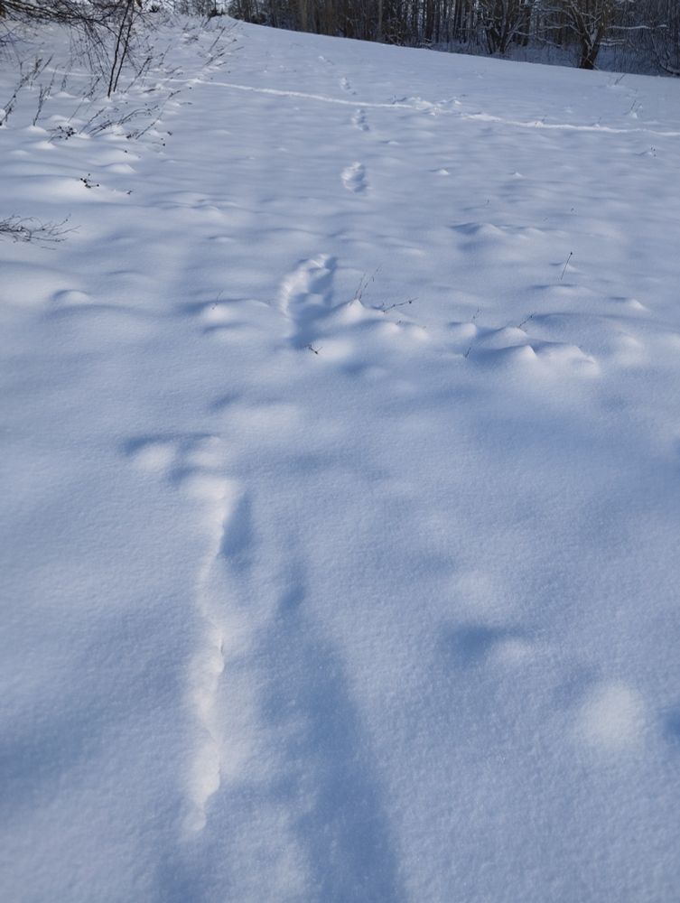faded moose tracks in snow