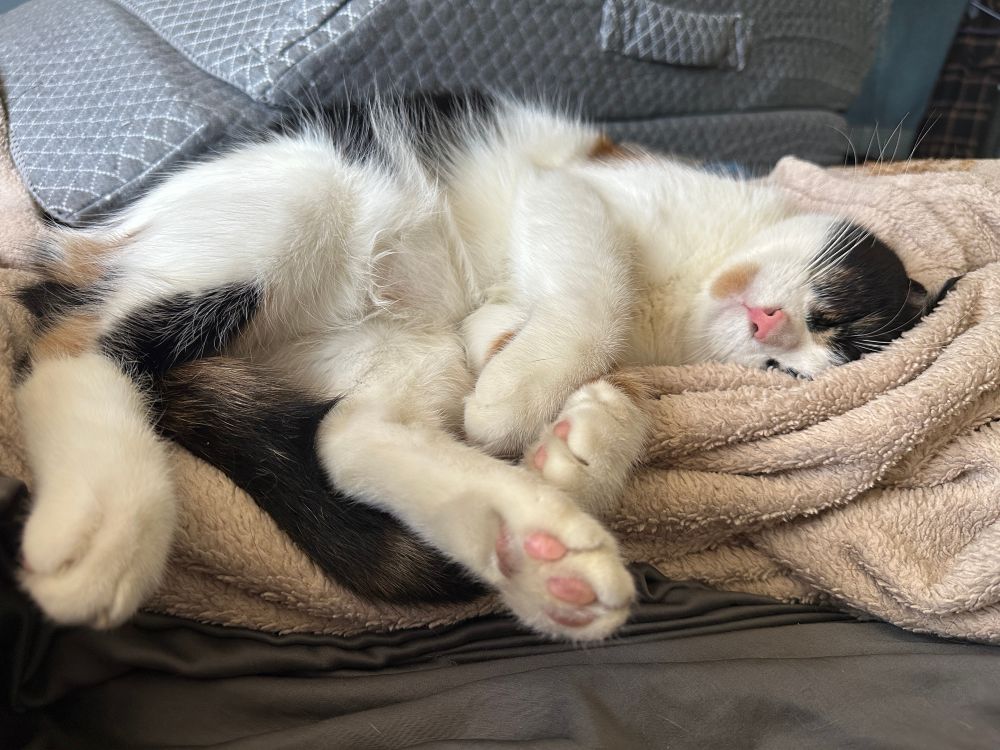 A small calico cat with a precious light-brown chin spot sleeps atop a wrinkly blanket, her rear paws and pink toe beans stretched toward the camera. 