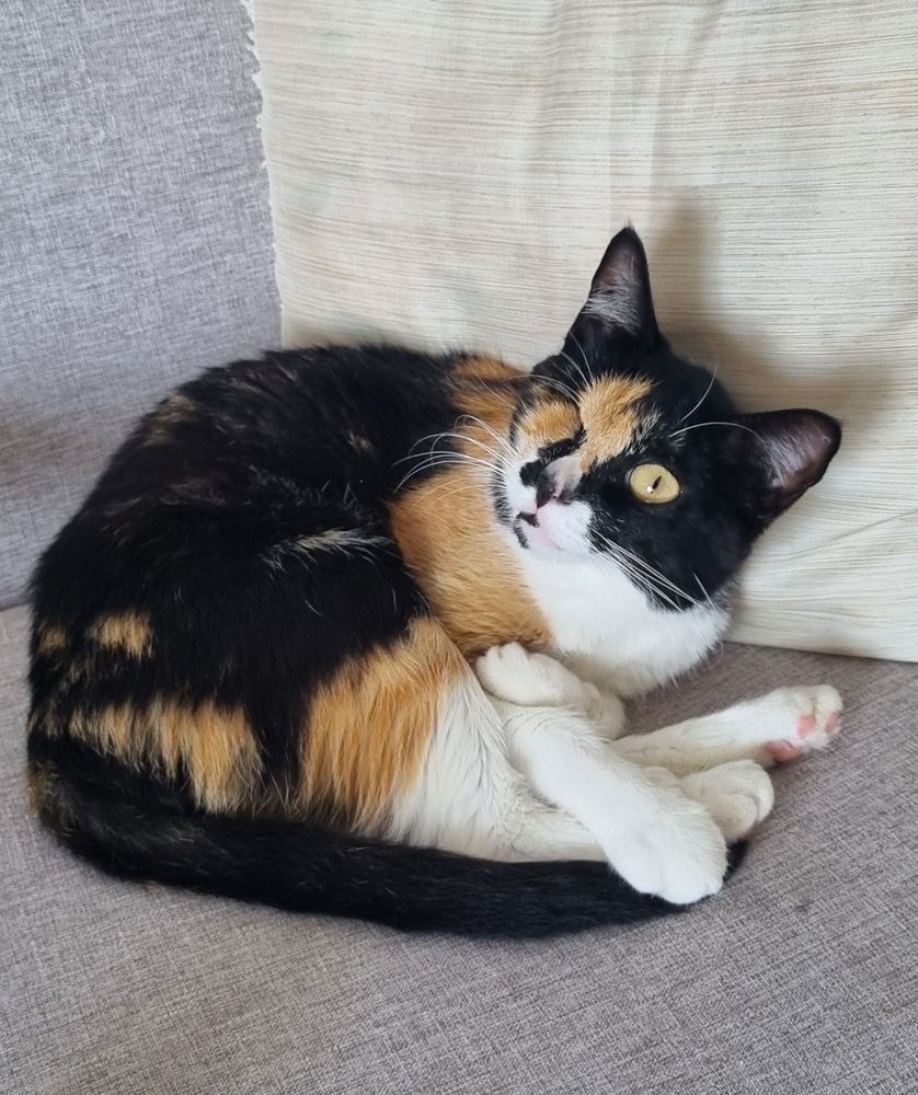 Gata de três cores cega de um olho deitada com a cabeça levantada e as patas cruzadas