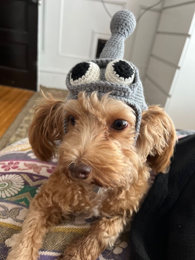 Jimmy, a little dog, sits with handmade great Bender hat on
