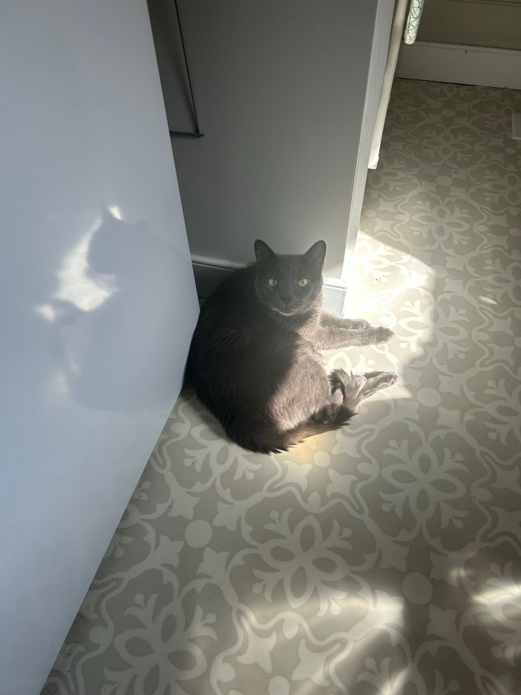A gray cat looking up from a sunny spot on a linoleum floor