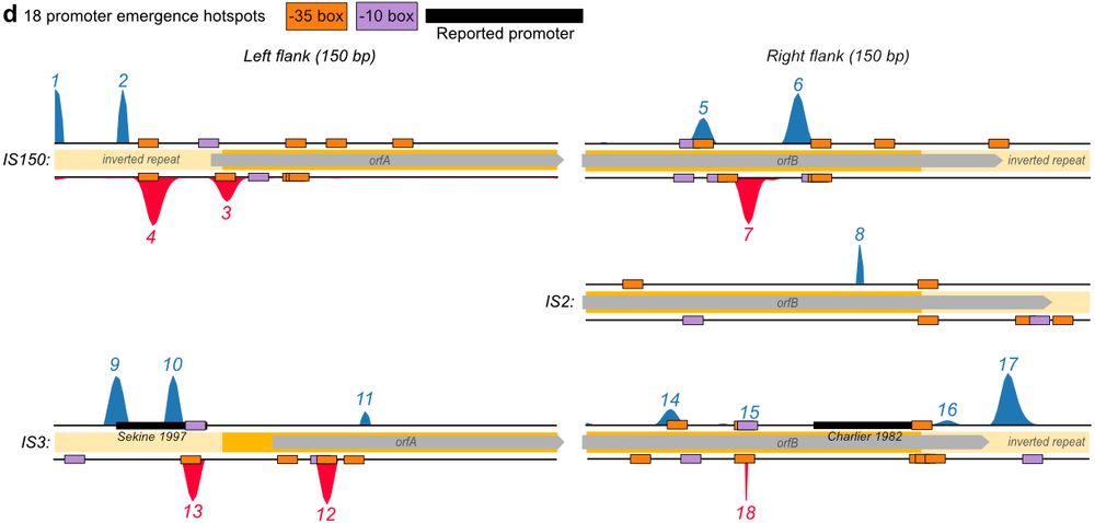 This figure shows cartoon representations of transposon DNA sequences that we randomly mutated. There are histograms above and below the cartoons which represent where mutations create new promoters. These histograms make 18 peaks, where each cartoon sequence can have 0 - 4 peaks. We call these peaks "emergence hotspots."