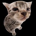 a very low quality image of an american shorthair kitten