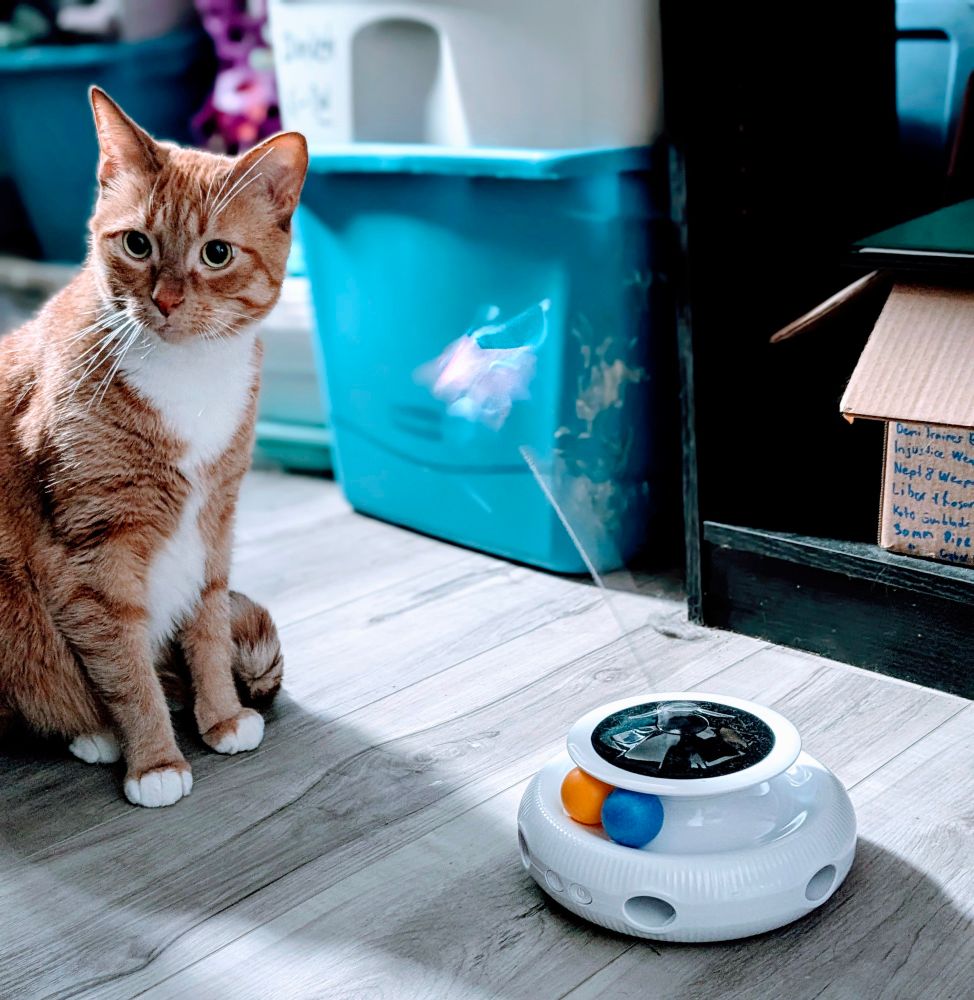 An orange and white tabby stares, befuddled, into the distance. Beside him is an automated butterfly toy. 