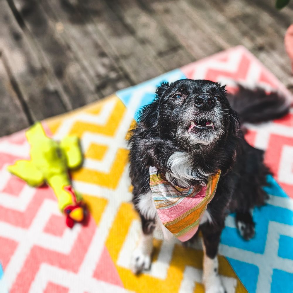 A black and white border collie yells at the camera person. Her face is mostly black except for a dusting of white around her mouth and chin. She has a yellow and pink striped bandana on. Her yellow chicken stuffy is beside her. She is outside and there is a blue, red, yellow, and white rug beneath her. 