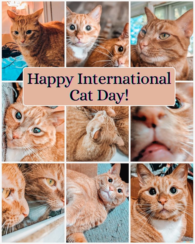 A collage of nine photos of orange cats. There is a filter applied to bring out the oranges and blues. There are two specific cats featured: Tango, who is all orange with a bit of white on his chest and mischief in his eyes, and Whiskey, who has a full white chest and paws, and wide, sweet eyes devoid of a single thought. 

The nine pictures are as follows:
1. Tango, looking mildly annoyed, standing on top of something. There is a plug-in light and a white door frame behind him. He has been caught looking in the last place he knows treats were hidden. 

2. Both boys, Whiskey on the left and Tango on the right, on the classic rental grey faux-wood floor, staring up in wide eyed extreme interest and excitement. (Out of shot, I am wiggling new catnip-stuffed kicker toys.)

3. Tango looks at something off to the side with a soft and affectionate expression. There is a big window with green trees and blue sky behind him.

4. Whiskey curled up so his face is ambushed against the side of the couch. His expression is soft and betrays mild regret. 

5. The boys curled together like a yin yang symbol, or two commas ass-to-face. Whiskey is casually grooming Tango. 
6. An extreme and slightly blurry close-up of Whiskey smelling the camera. You can see his nose and lip freckles. 
7. A close up of the two looking in fascination at a window sill. Tango is closer to the camera. The natural light is catching their golden eyes very nicely. 
8. Tango lying on his side, belly slightly exposed, looking slightly eager and mischievous. 
9. Whiskey staring with wide eyes and a slightly parted mouth at the viewer.
