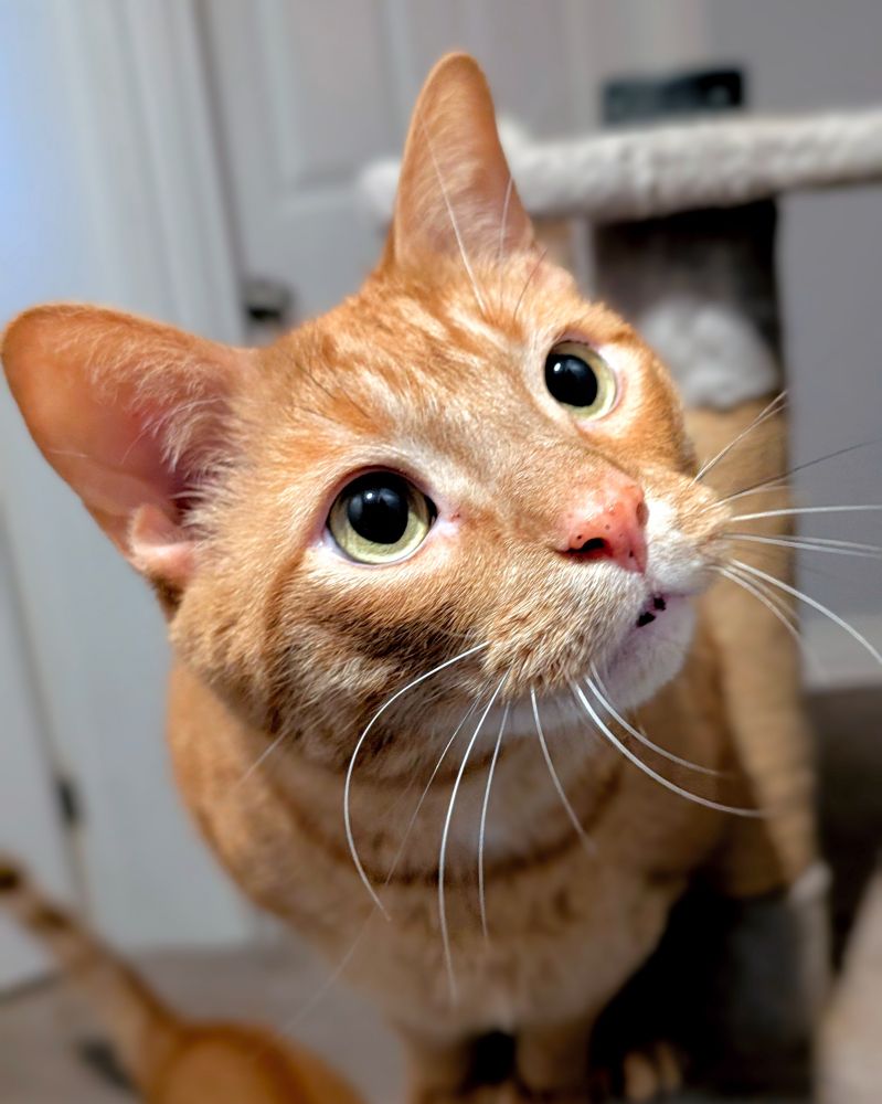 Description of the cat named Tango: An orange mackerel tabby stands on a grey cat tower. The camera is focused on his face, with his head in the background. He is looking up to the top right corner with pleased curiousity, whiskers curled forward. He has yellow-green eyes and a few small black freckles on his nose.