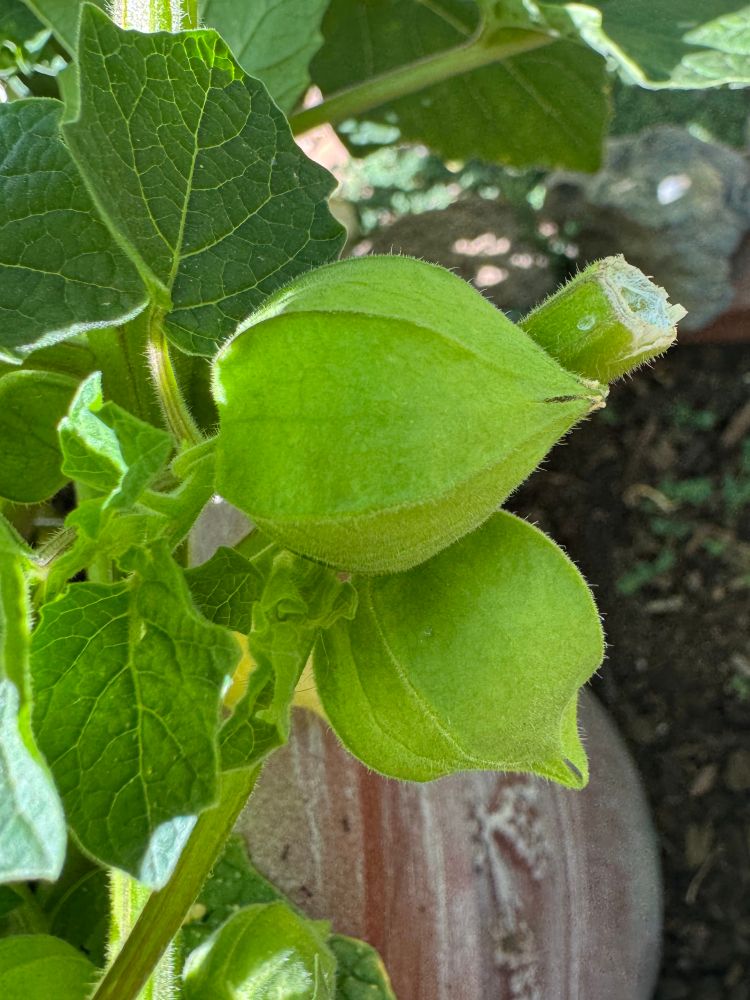 Unripe ground cherries up close