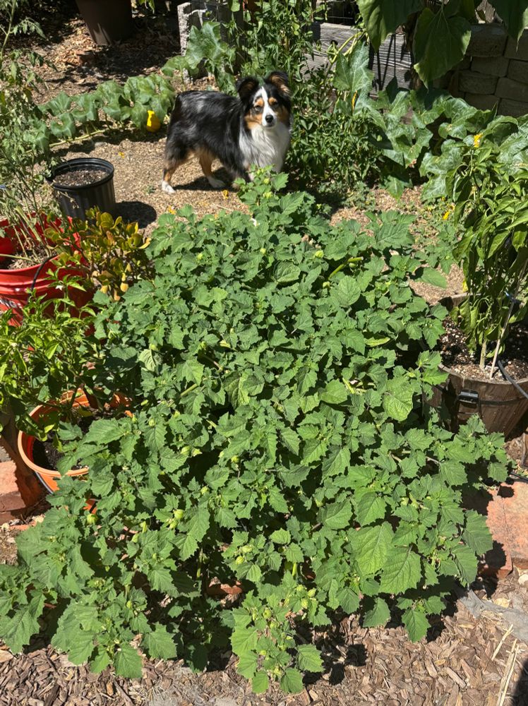 A large ground cherry plant