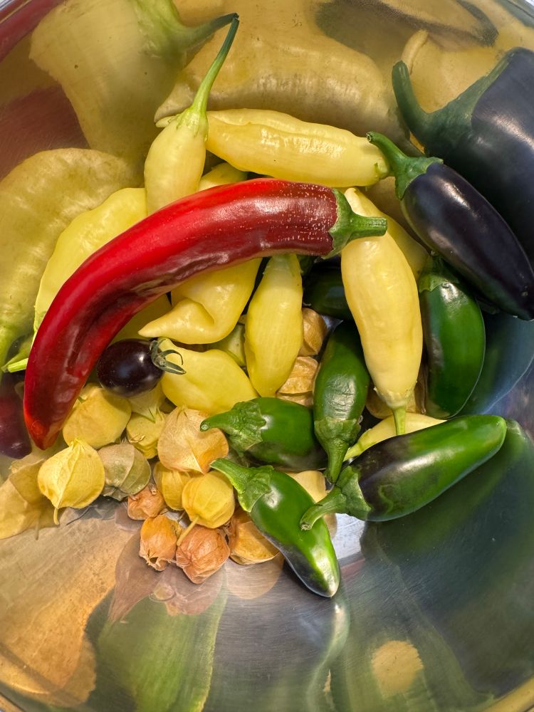 Peppers: Guajillo, jalapeño, and sugar Rush peach. 
Tomato: a purple transgenic variety 
Ground cherries: pineapple