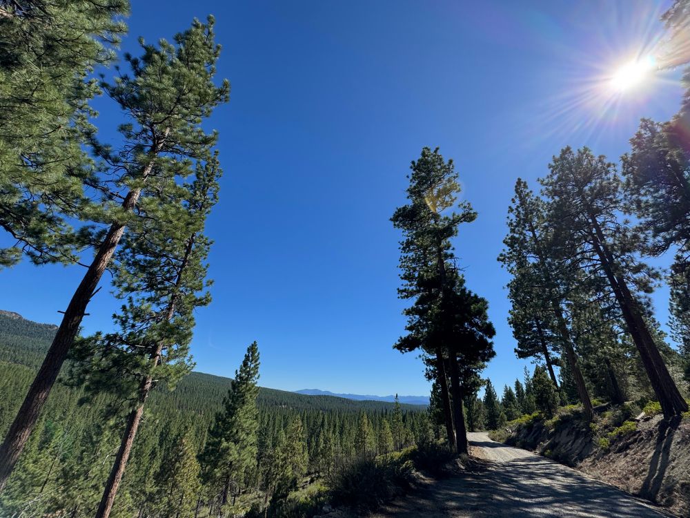 A dirt road winding through a pine forest in this year in the Sierra Nevadas