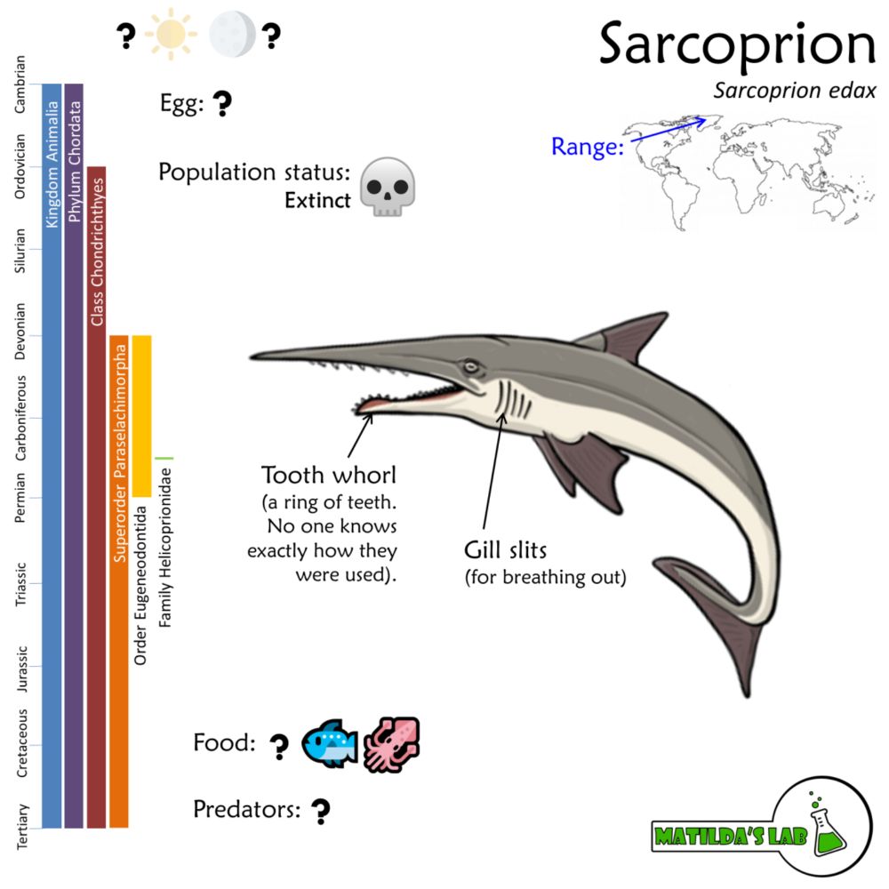 Sarcoprion