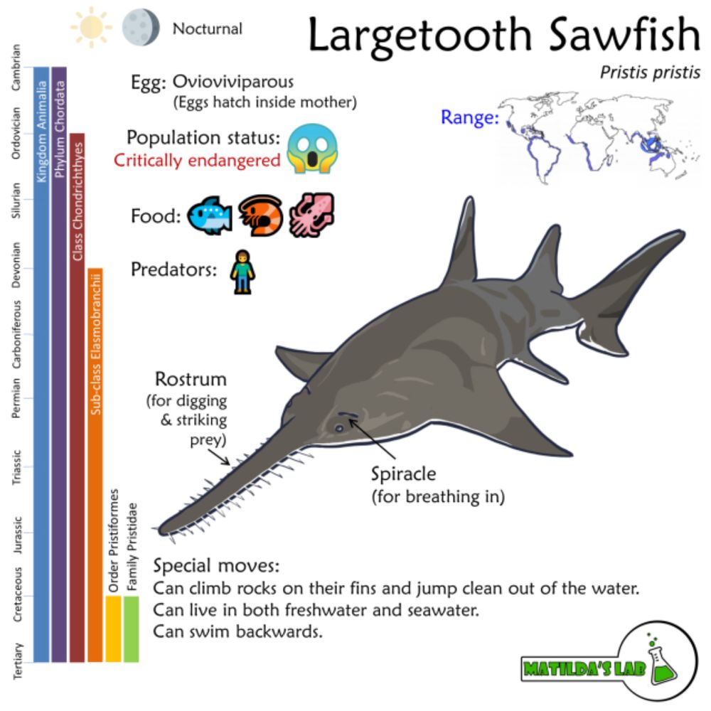 Largetooth Sawfish