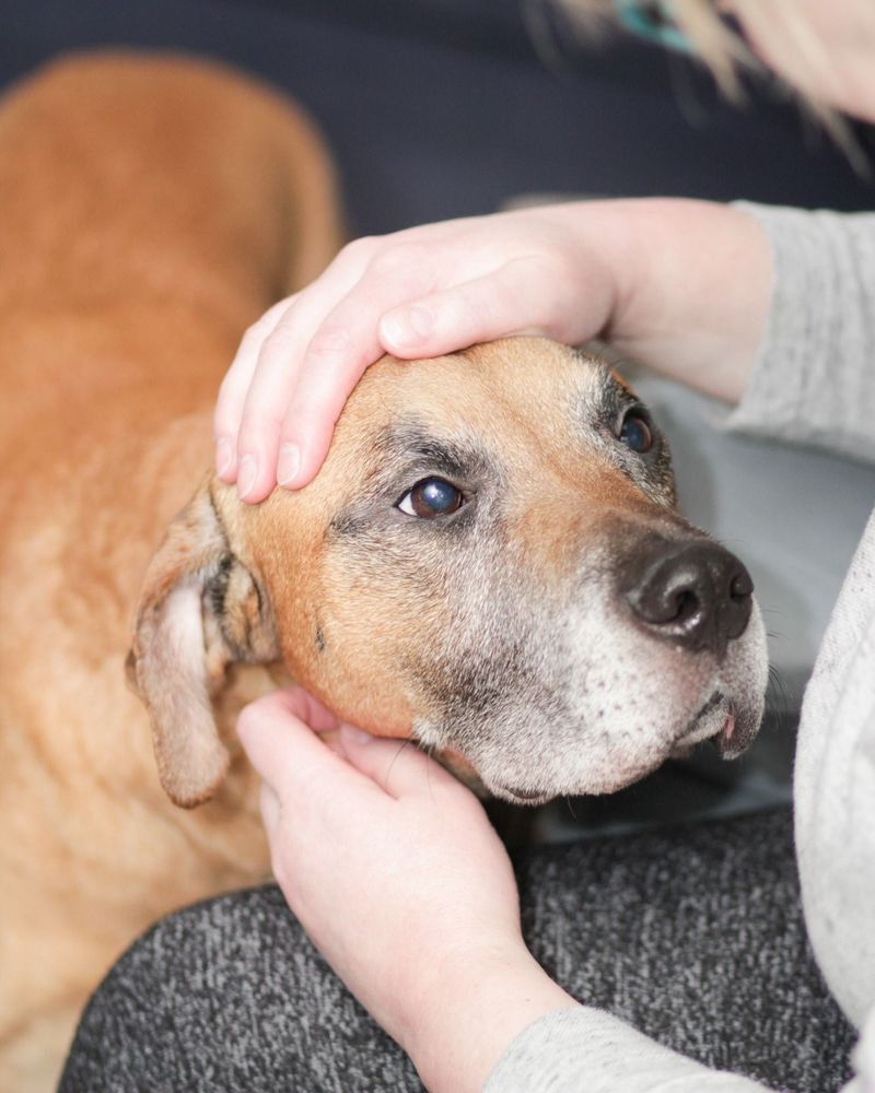 Ares, a 4-year-old Labrador Retriever mix