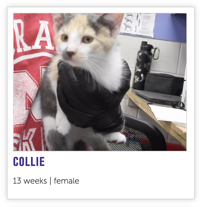 a 13 week old kitten named Collie