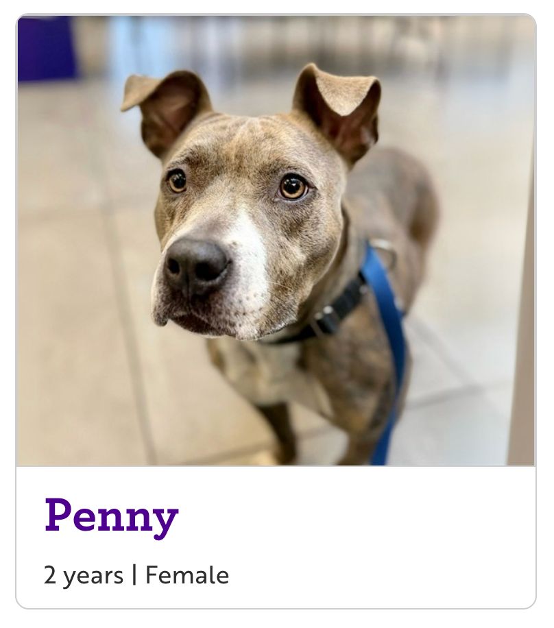 a 2-year-old dog named Penny