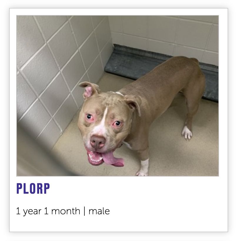 plorp, a 1 year old dog