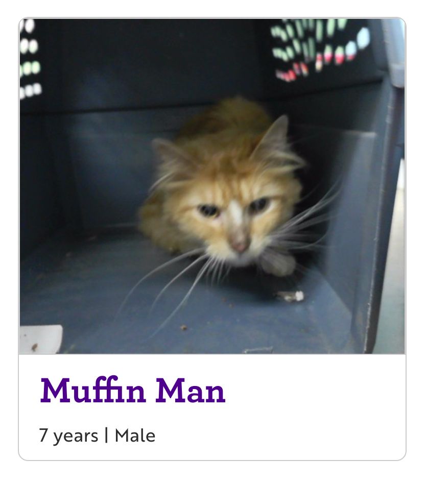 a 7-year-old orange cat named Muffin Man